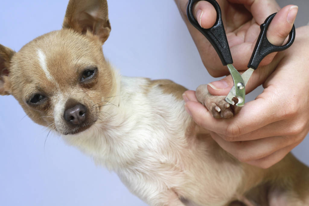 Career Resources | online dog grooming course