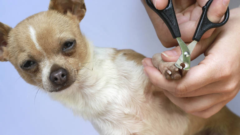 Three Thing to Know about Dog’s Toe Nails !