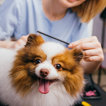Caring for your Pet Between Grooms
