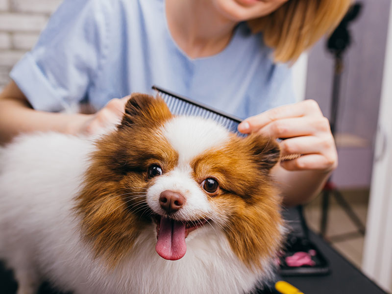 Caring for your Pet Between Grooms